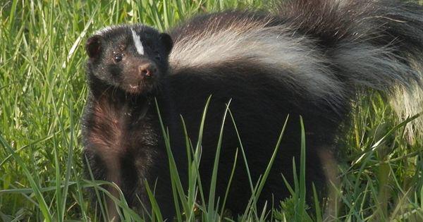 5 Fakta Striped Skunk, Hewan yang Bisa Mengeluarkan Banyak Suara!