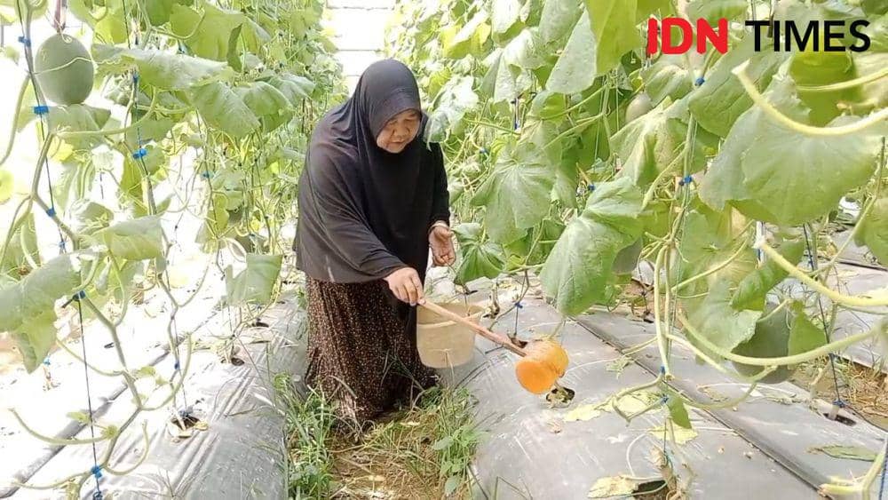 Ibu Rumah Tangga di Banyumas Ubah Kebun Sayur Jadi Melon Green House