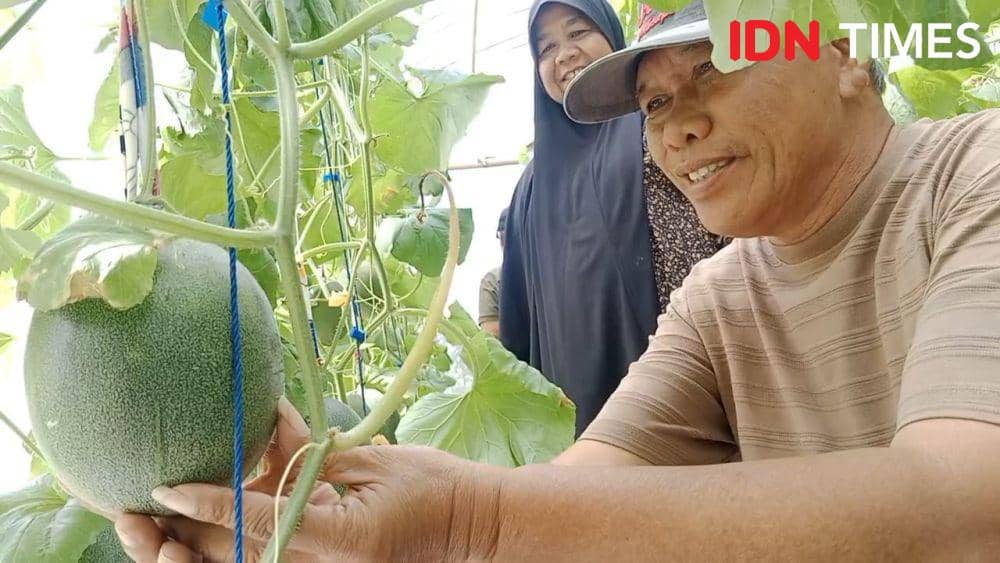 Marfungah bersama suaminya yang ikut mengelola kebun melon miliknya.(IDN Times/Cokie Sutrisno)
