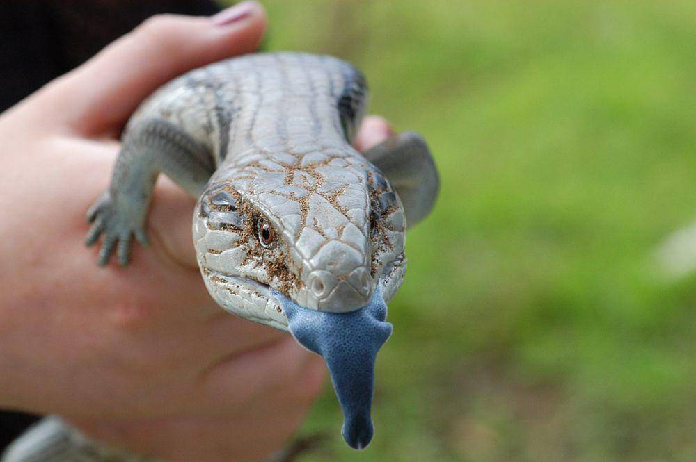 bengkarung lidah biru (Flickr/ Doug Beckers)