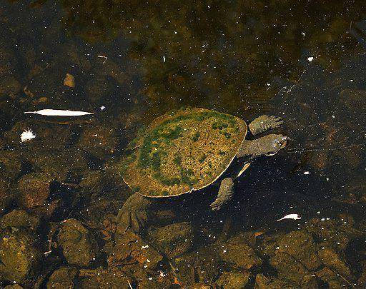 kura-kura sungai murray (commons.wikimedia.org/ Bidgee)