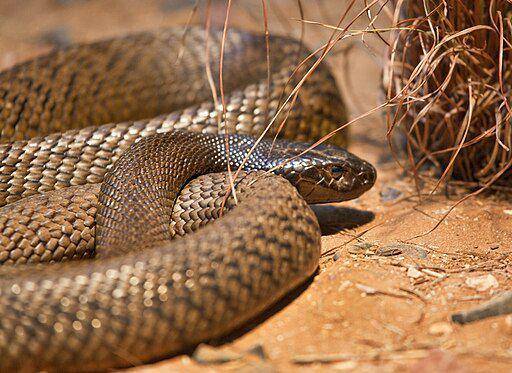 ular taipan pedalaman (commons.wikimedia.org/ Sheba)