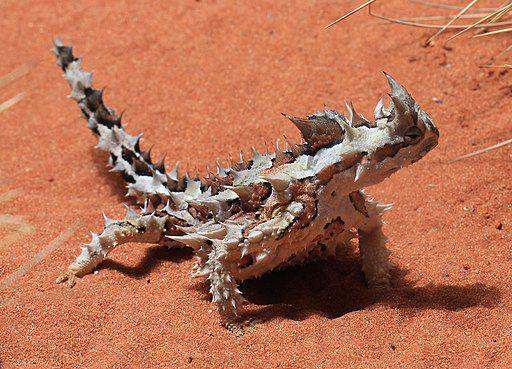 7 Reptil Unik Asli Australia, Ada Ular Paling Berbisa di Dunia