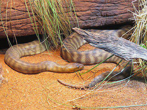 ular piton woma (commons.wikimedia.org/ Calistemon)