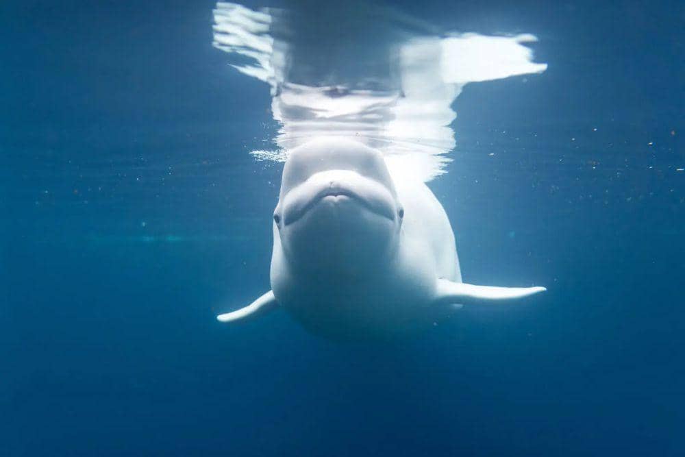 ilustrasi Paus Beluga (animalia.bio)