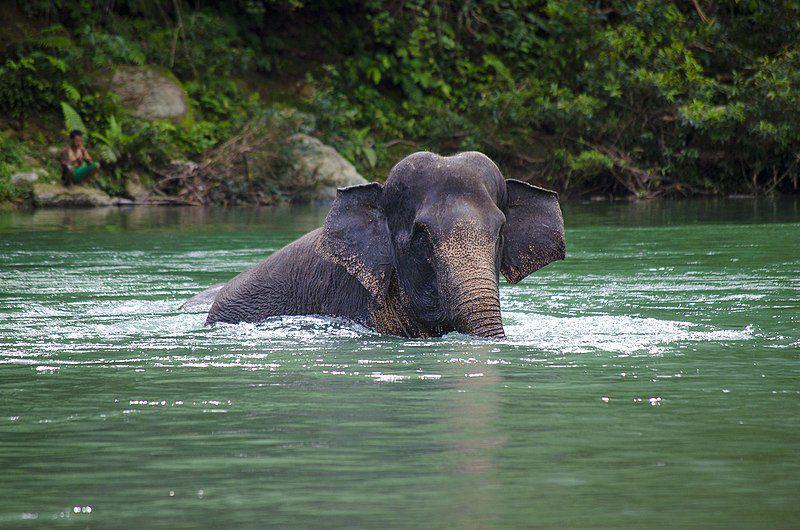 5 Hewan Terbesar yang Ada di Indonesia, Buaya hingga Gajah