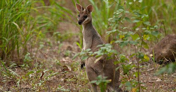 5 Fakta Unik Pretty Faced Wallaby, Berkomunikasi dengan Gerakan Tubuh!