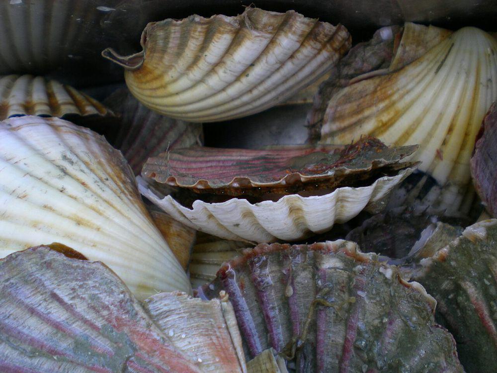Mengenal Lebih Dekat 5 Spesies Scallop dari Genus Pecten