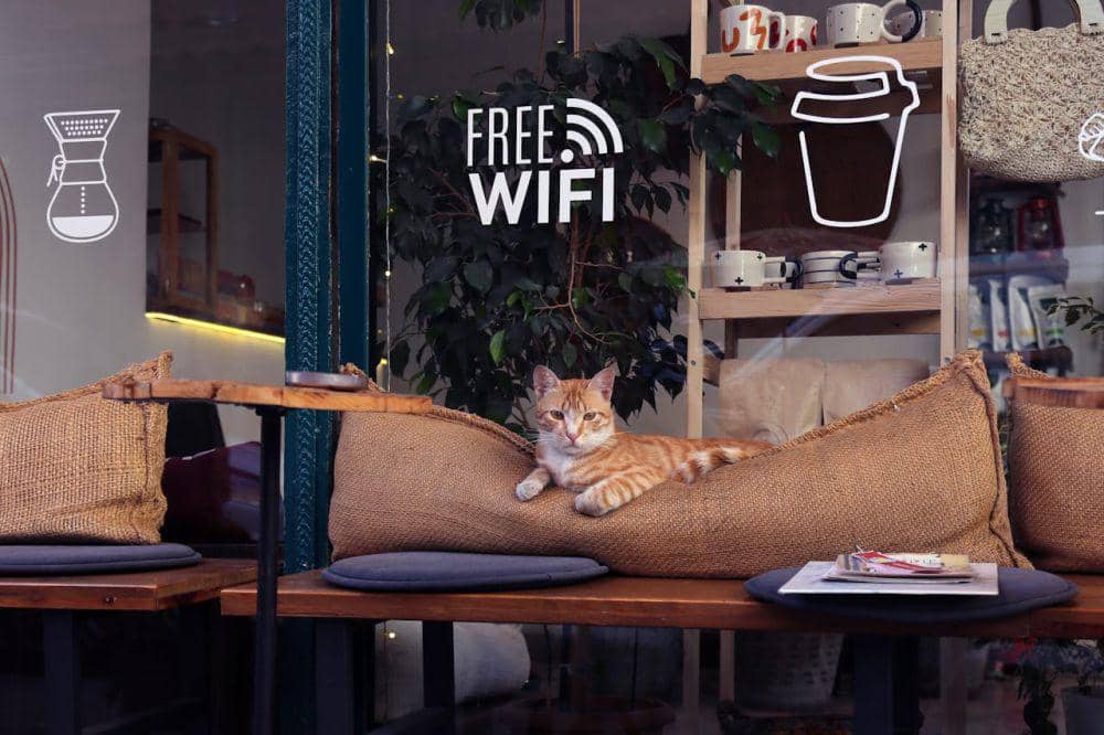 ilustrasi sebuah cat cafe (pexels.com/Şahin Sezer Dinçer)