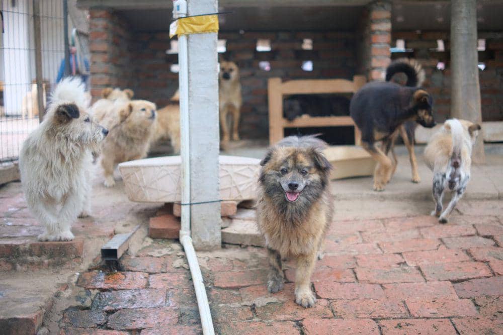 ilustrasi anjing-anjing yang berada di tempat penampungan hewan (pexels.com/Mia X)