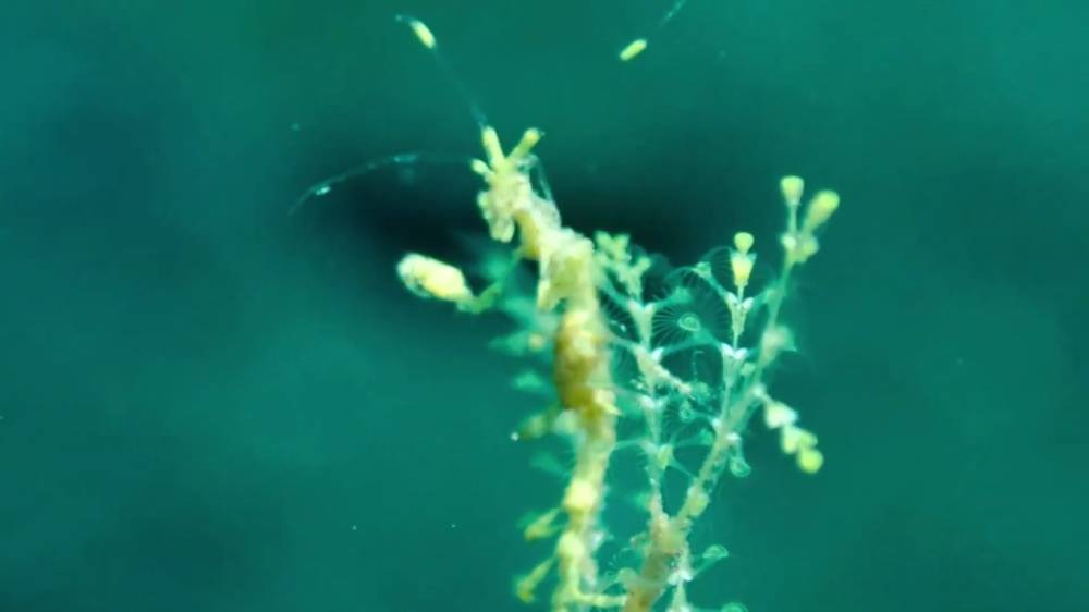 udang kerangka berkamuflase di antara hidroid (youtube.com/deepmarinescenes)