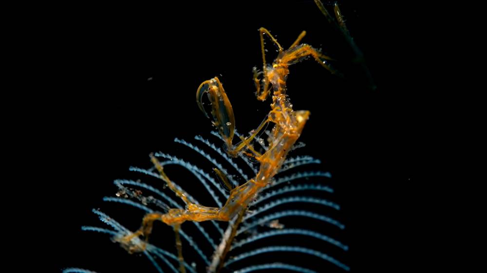 udang kerangka 'belalang sembah laut' (youtube.com/zefrank)