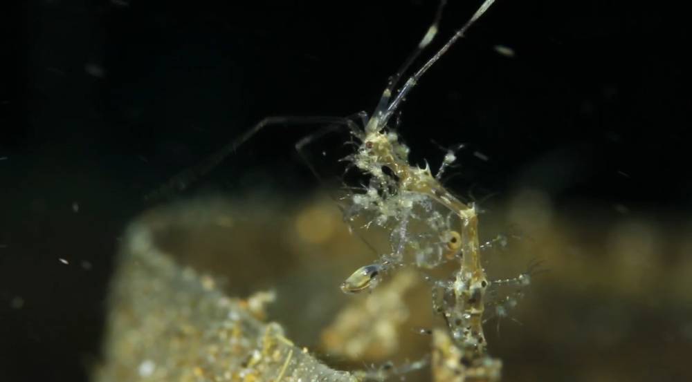 induk udang kerangka dan anak-anaknya (youtube.com/underwaterworldbyeunjaeim)