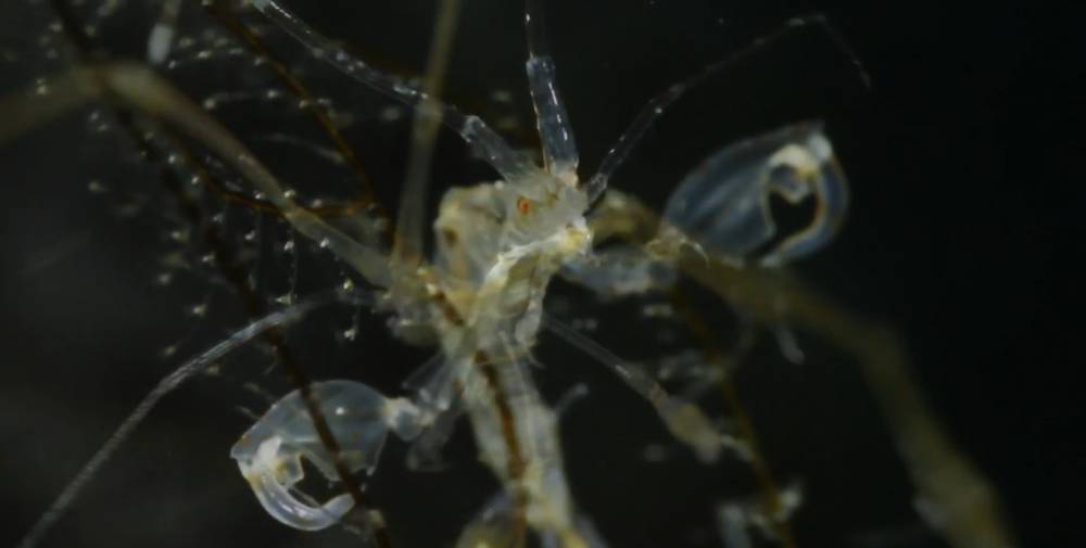 antena pada udang kerangka (youtube.com/underwaterworldbyeunjaeim)