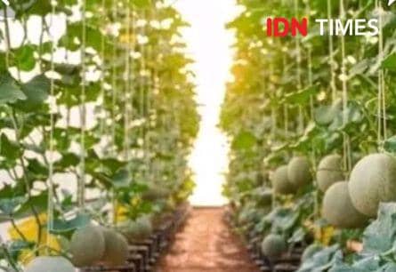 Tanaman melon golden aroma cocok ditanam dengan iklim hangat seperi di Banyumas.(IDN Times/Foto : Tangkapan layar)