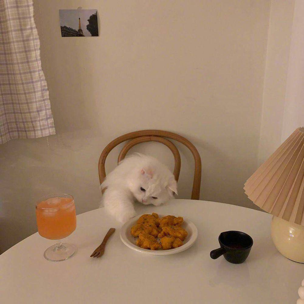 foto kocak kucing makan ayam goreng (reddit.com/user/wanyuxin)