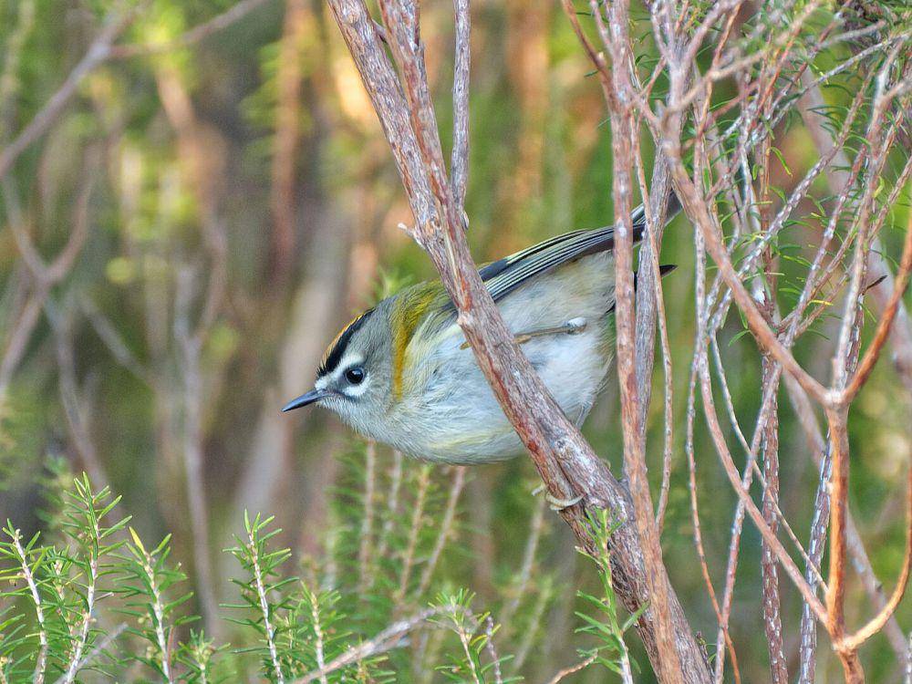 burung Madeira firecrest (commons.wikimedia.org/Donald Davesne)