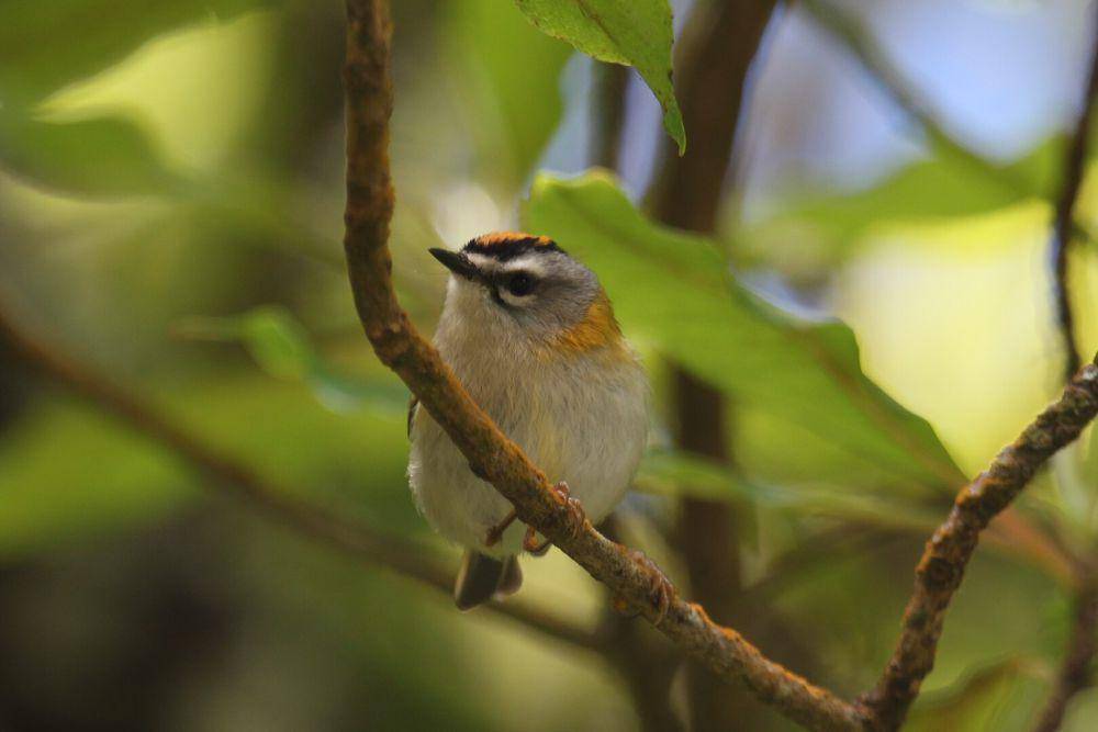 burung Madeira firecrest (commons.wikimedia.org/Alastair Rae)