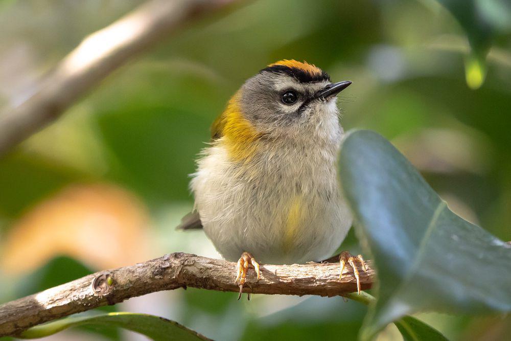 5 Fakta Unik Madeira Firecrest, Burung Endemik Kepulauan Madeira