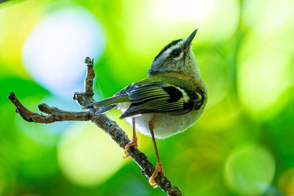 burung Madeira firecrest (commons.wikimedia.org/Hobbyfotowiki)