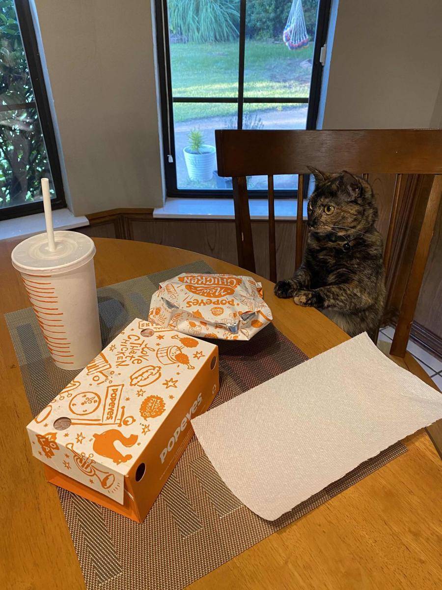 foto kocak kucing makan ayam goreng (reddit.com/user/kelskcool)
