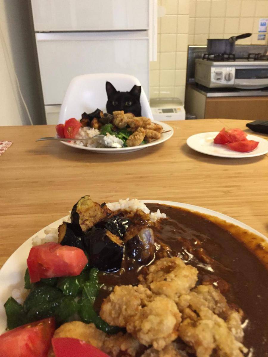 foto kocak kucing makan ayam goreng (reddit.com/user/CypressBreeze)