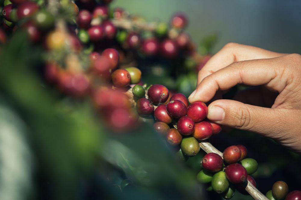 ilustrasi biji kopi (freepik.com)