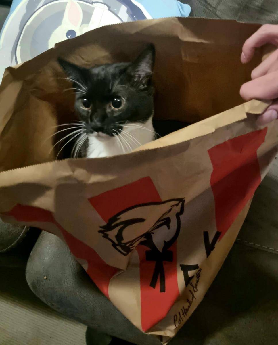 foto kocak kucing makan ayam goreng (reddit.com/user/T3knikal95)