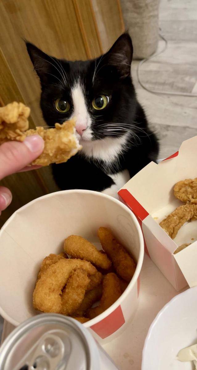 foto kocak kucing makan ayam goreng (reddit.com/user/nikaxfit)