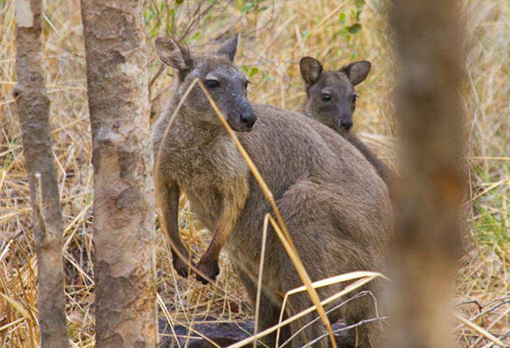 Black wallaroo (commons.wikimedia.org/Michael Wifall)