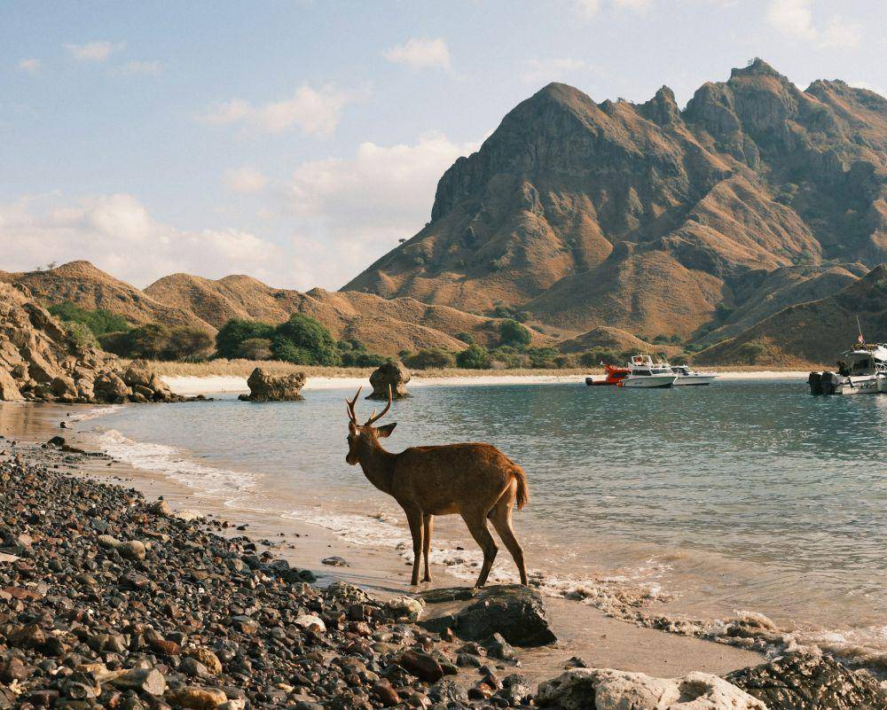 Pulau Padar (unsplash.com/Dhiemas Afif Febriyan)
