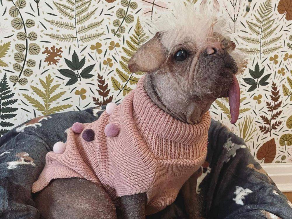 foto Peggy pemeran Dogpool di film Deadpool & Wolverine (instagram.com/dogpool)