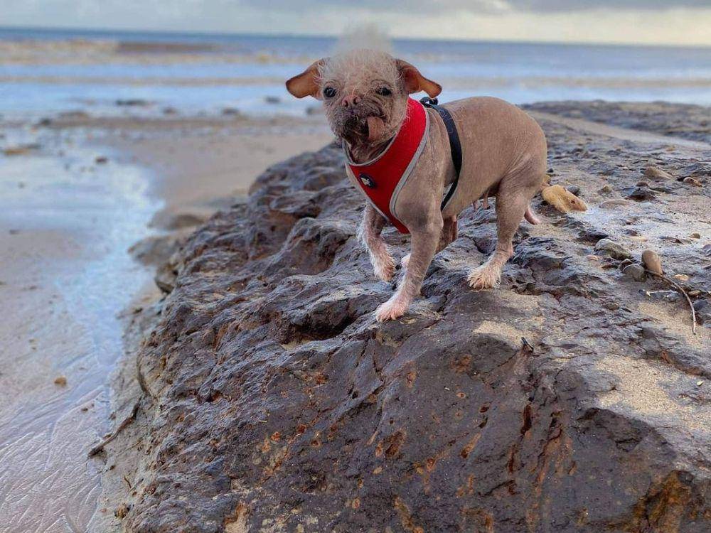 foto Peggy pemeran Dogpool di film Deadpool & Wolverine (instagram.com/dogpool)