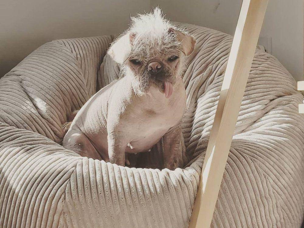 foto Peggy pemeran Dogpool di film Deadpool & Wolverine (instagram.com/dogpool)
