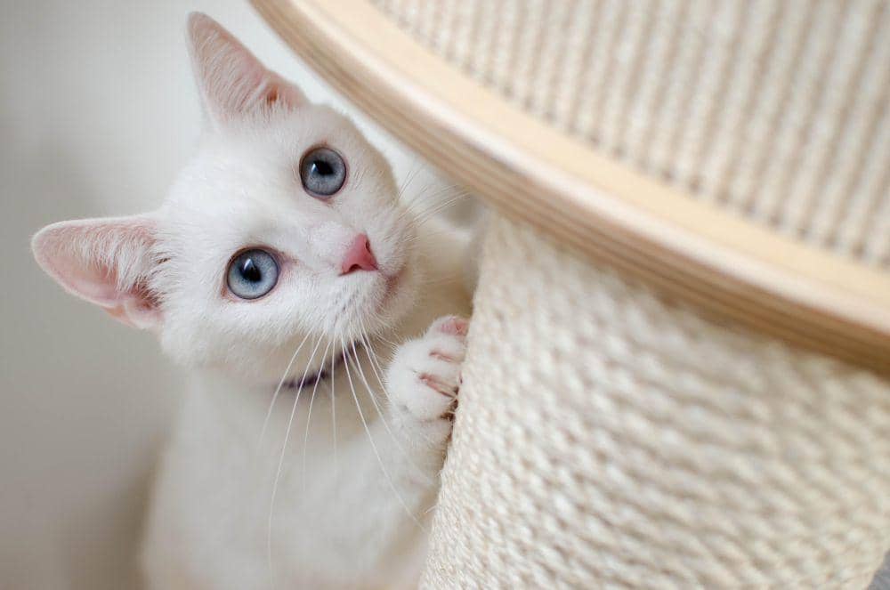 ilustrasi anak kucing (pixabay.com/Daga_Roszkowska)