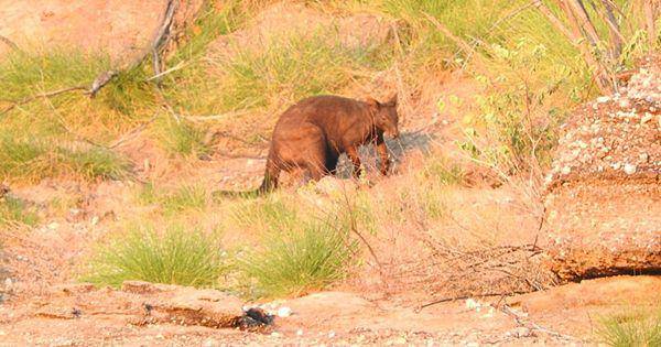 Black wallaroo (commons.wikimedia.org/sgene)
