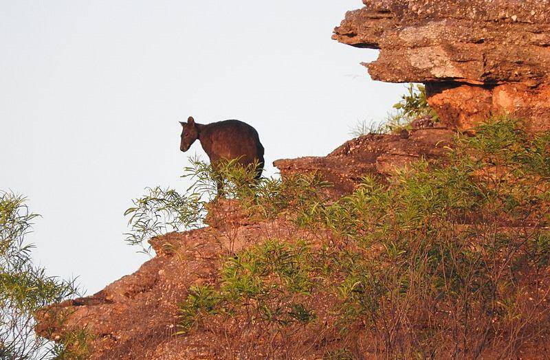 Black wallaroo (commons.wikimedia.org/sgene)