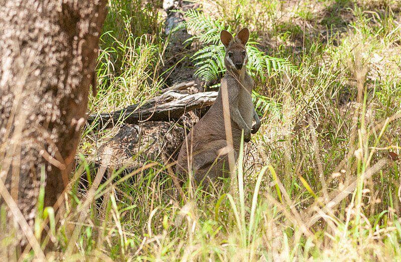 Pretty faced wallaby (commons.wikimedia.org/Rolf Lawrenz)