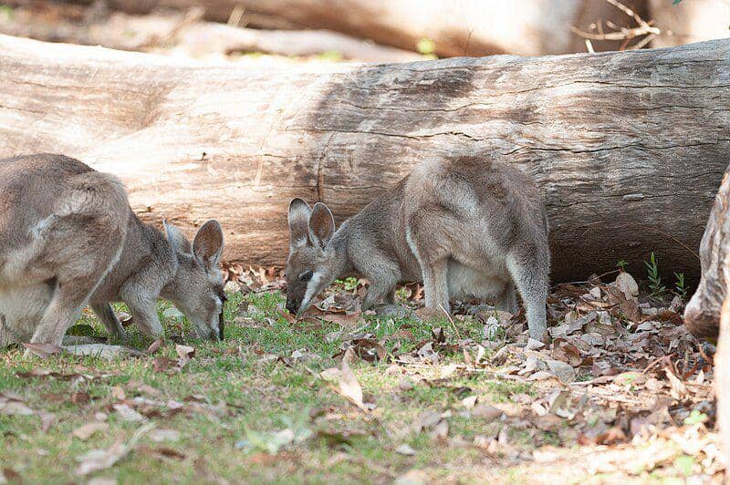 Pretty faced wallaby (commons.wikimedia.org/Rolf Lawrenz)