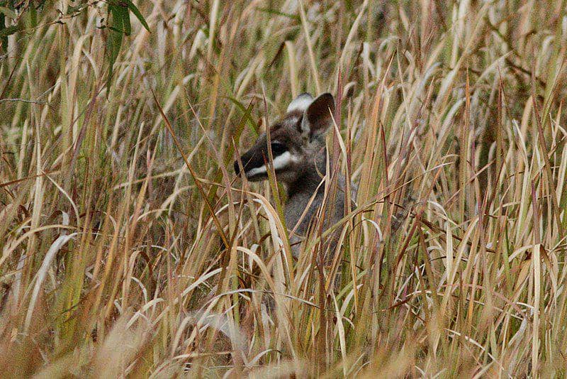 Pretty faced wallaby (commons.wikimedia.org/Julien Renoult)