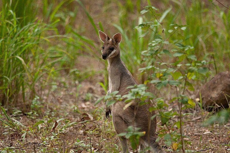 Pretty faced wallaby (commons.wikimedia.org/Rolf Lawrenz)