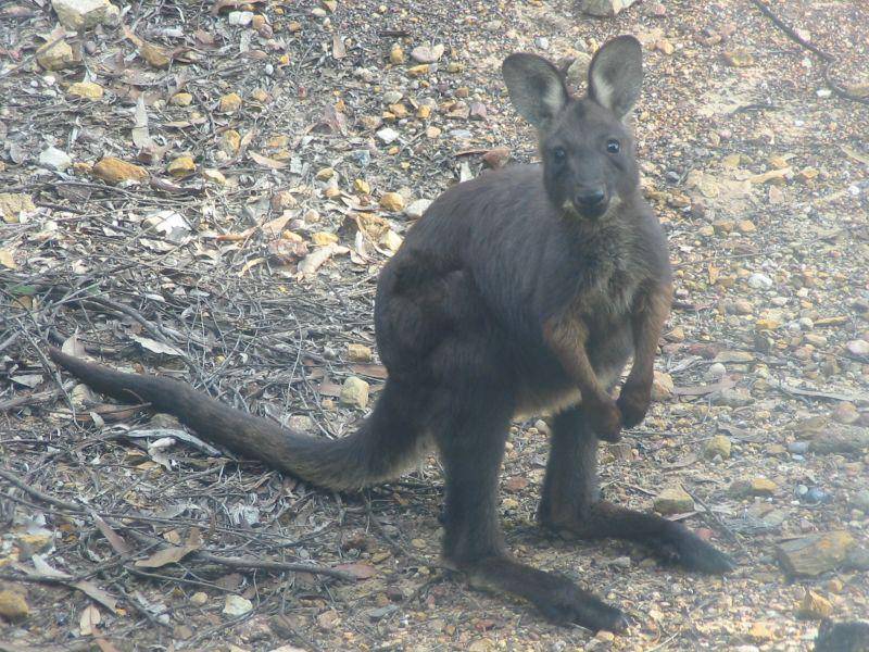 Black wallaroo (commons.wikimedia.org/Peter Firminger)