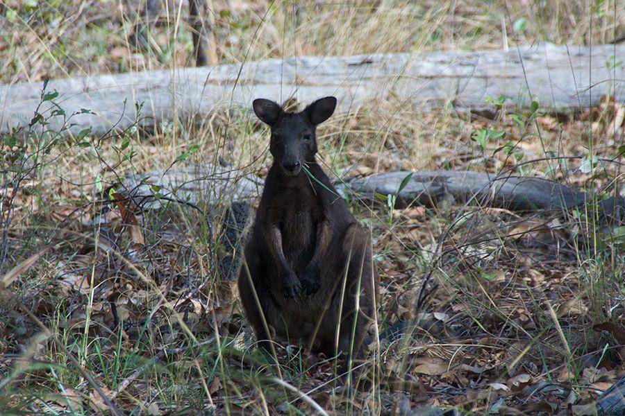 Black wallaroo (inaturalist.org)