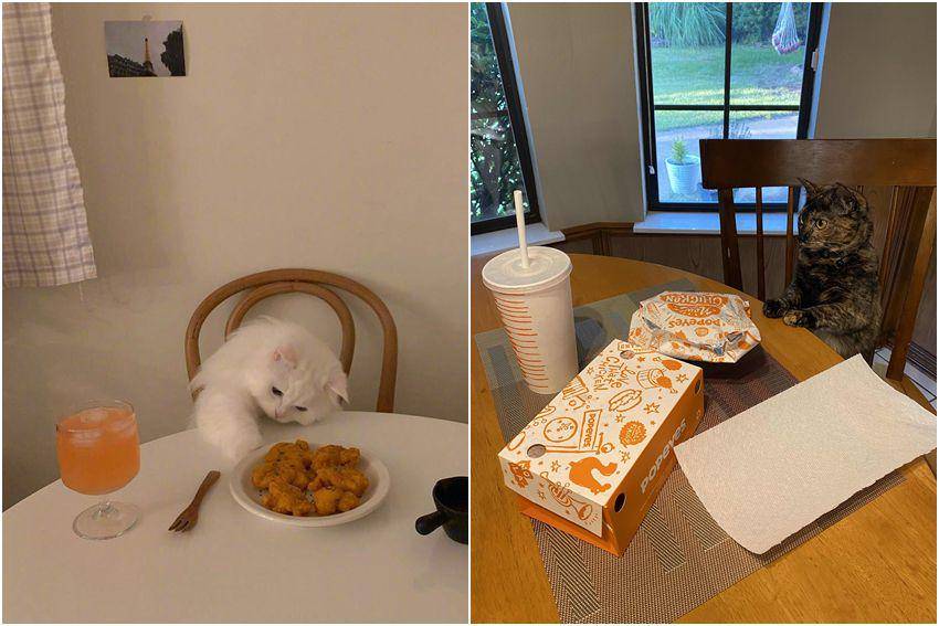 kolase foto kocak kucing makan ayam goreng (reddit.com/user/wanyuxin | reddit.com/user/kelskcool)