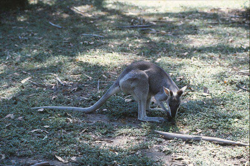 Pretty faced wallaby (commons.wikimedia.org/John Robert McPherson)