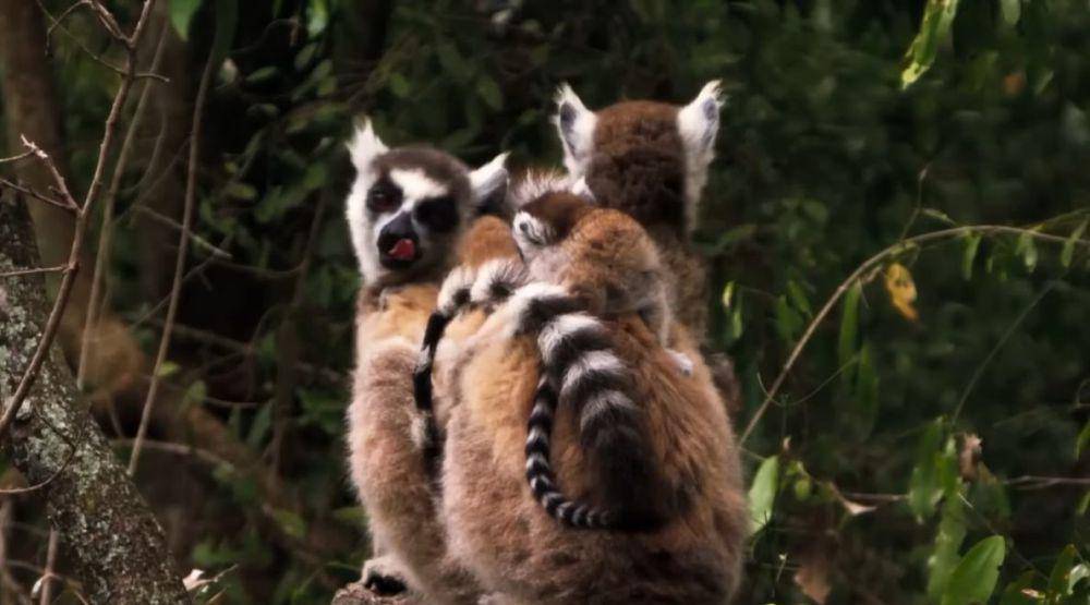 induk lemur sedang membersihkan bulu anaknya (youtube.com/natgeowild)