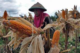 Bisnis Pengepul Jagung yang Berpenghasil Miliyaran