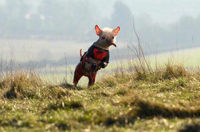9 Foto Peggy, Pemeran Anjing Wade Wilson di Deadpool & Wolverine