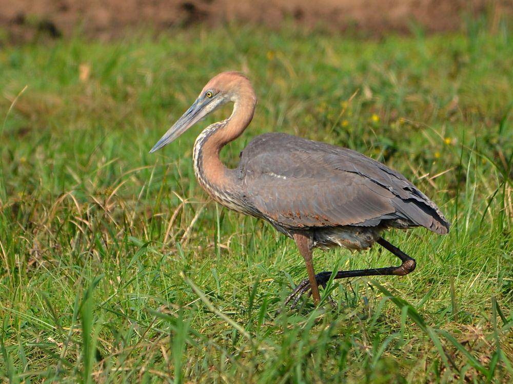 Goliath heron (commons.m.wikimedia.org/Hans Hillewaert)