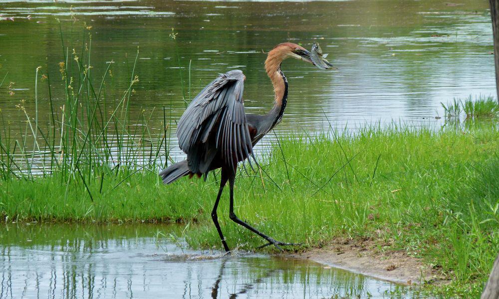6 Fakta Unik Goliath Heron, Spesialis Pemangsa Ikan Besar